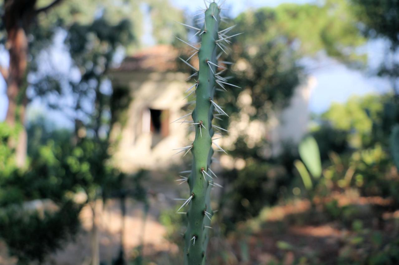 Case Di Berto Capo Vaticano Exterior foto